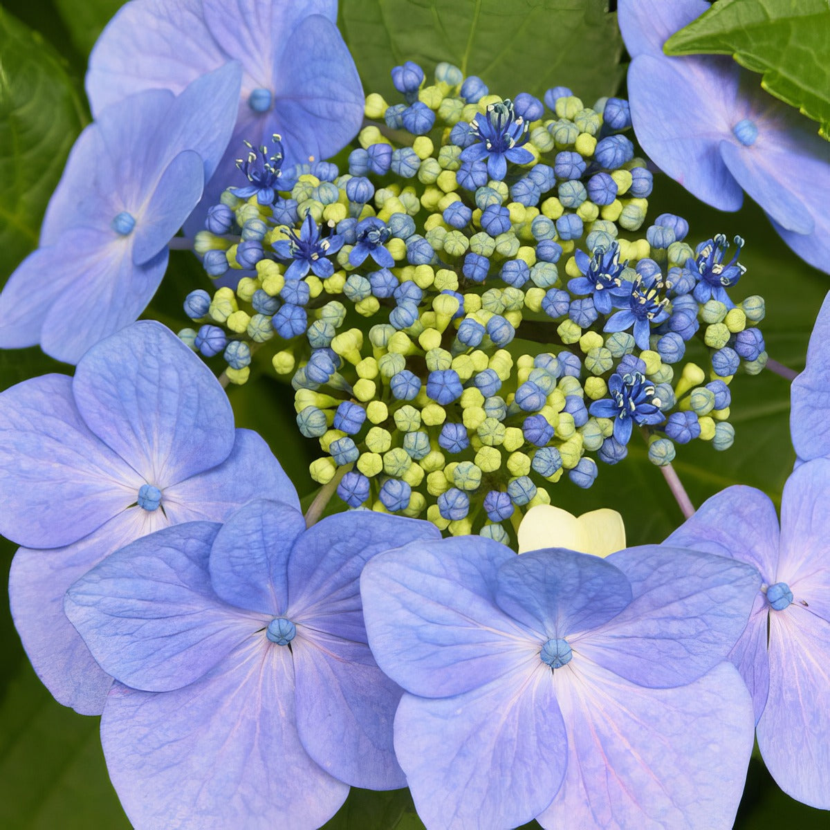 Hydrangea Blauling Lpohydbla - Garden Express Australia