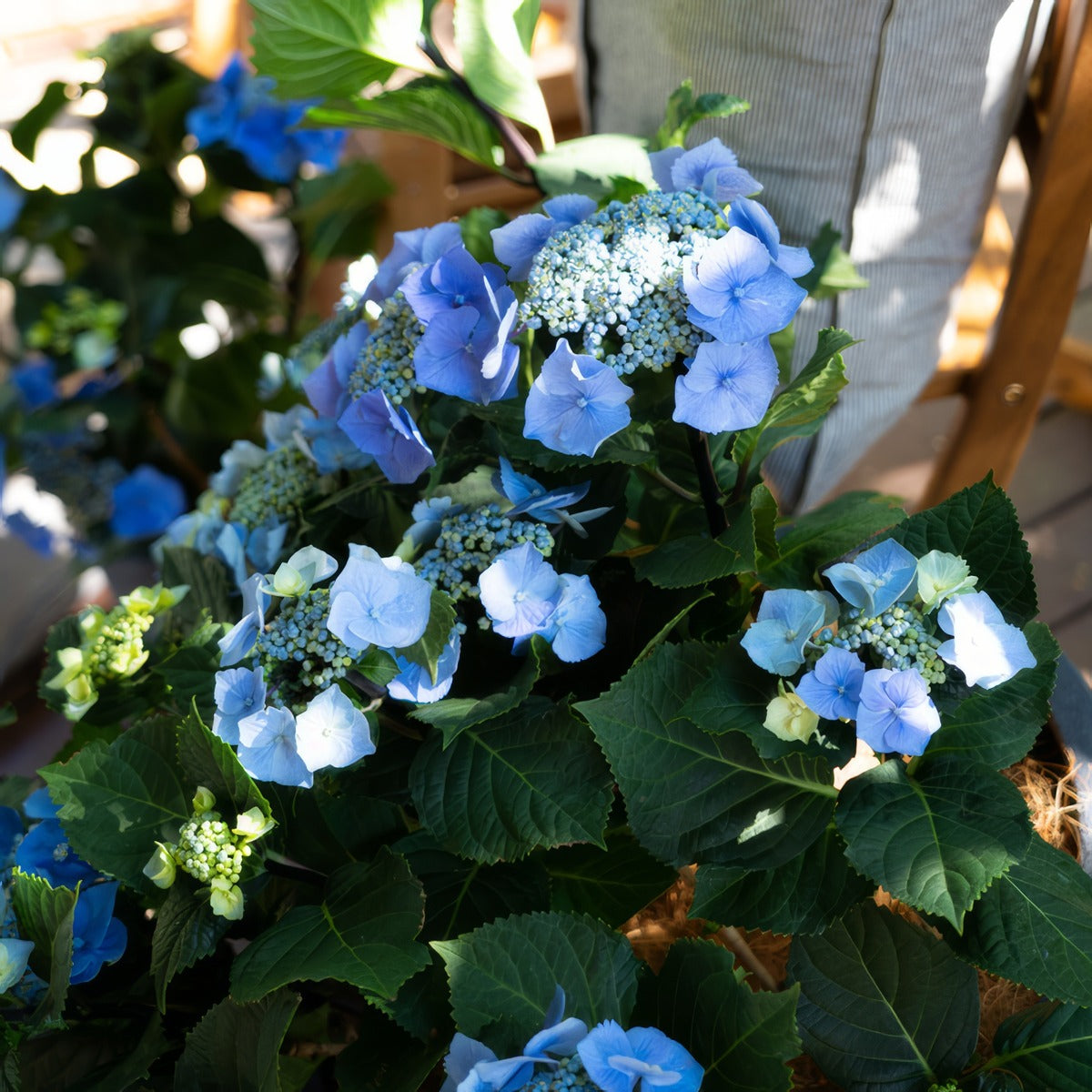 Hydrangea Black Lace 1 - Garden Express Australia