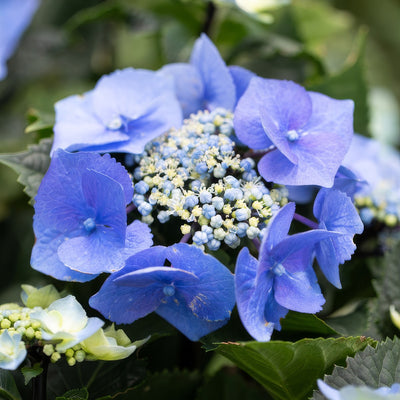 Hydrangea Black Lace 2 - Garden Express Australia