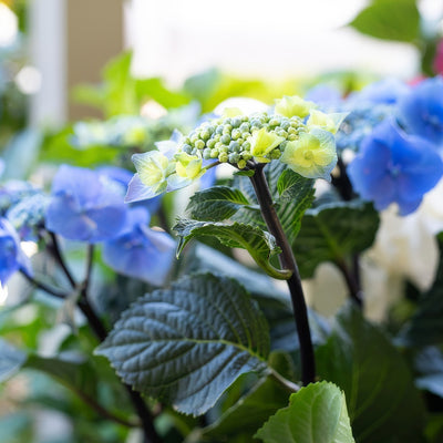 Hydrangea Black Lace 3 - Garden Express Australia