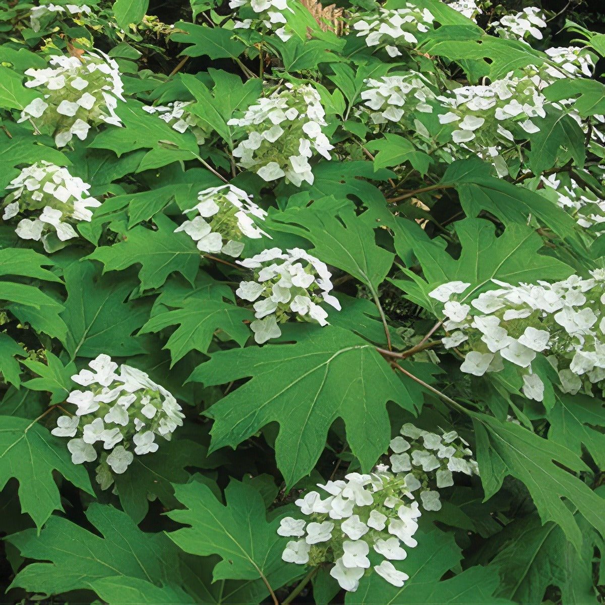Hydrangea Snowflake - Garden Express Australia
