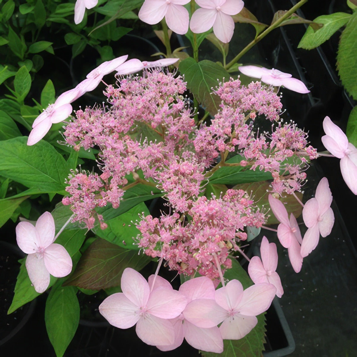 Hydrangea Tiara Lpohydtia - Garden Express Australia
