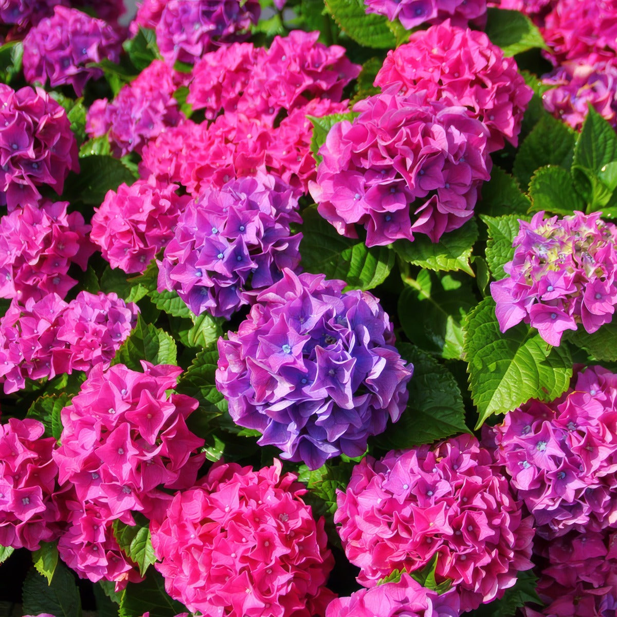 Hydrangea Todi Lpohydtod - Garden Express Australia