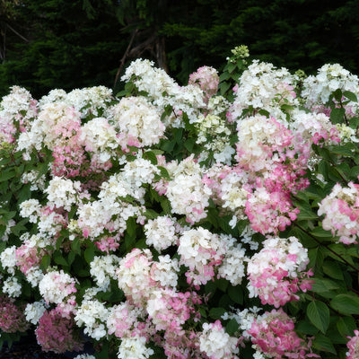 Hydrangea Diamond Rouge Early Autumn - Garden Express Australia
