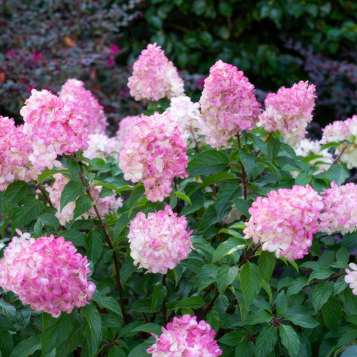 Hydrangea Sundae Fraise 1 - Garden Express Australia