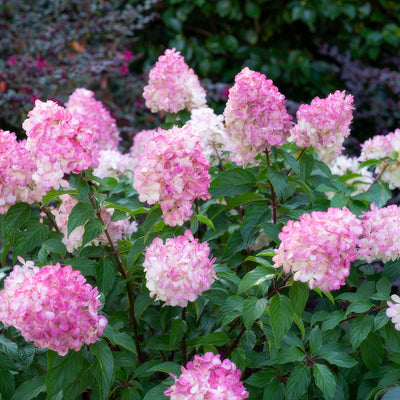 Hydrangea Sundae Fraise 1 - Garden Express Australia