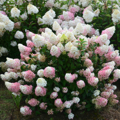 Hydrangea Sundae Fraise - Garden Express Australia