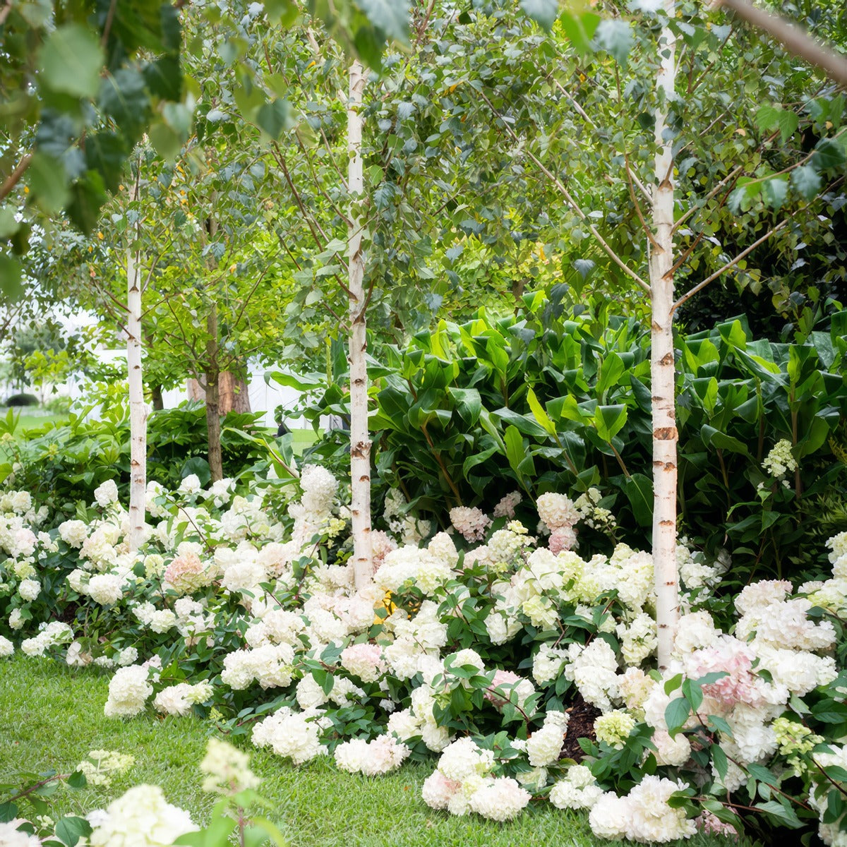 Hydrangea Sundae Fraise Mifgs - Garden Express Australia