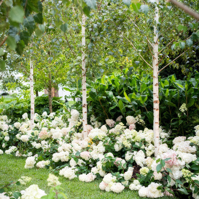 Hydrangea Sundae Fraise Mifgs - Garden Express Australia