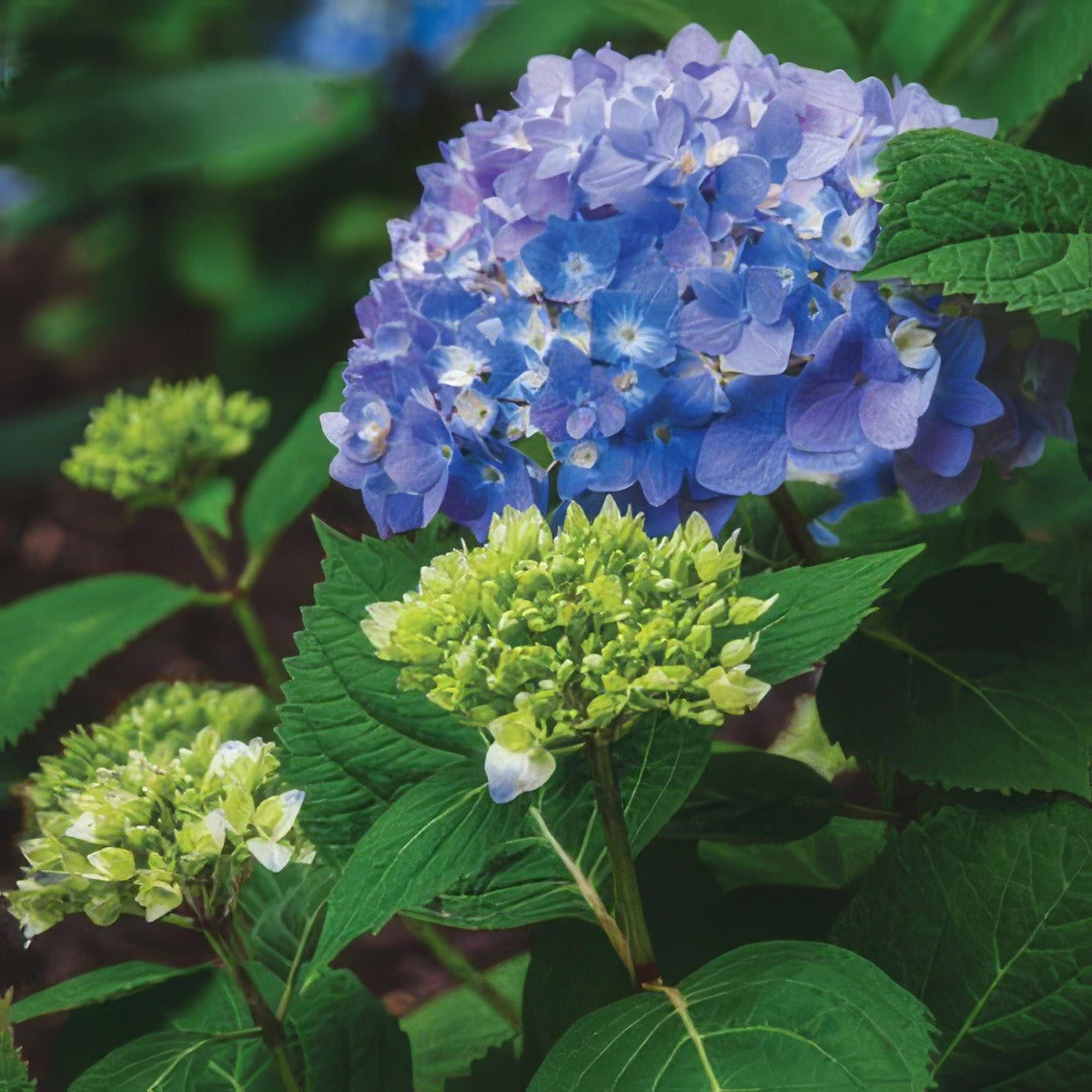 Hydrangea Endless Summer The Original Pplhydesto - Garden Express Australia