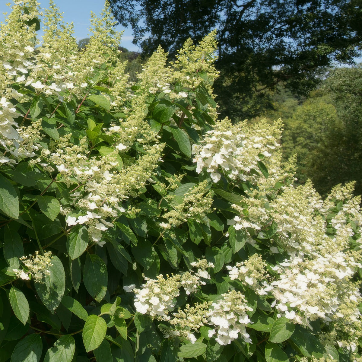 Hydrangea Tardiva P14hydtar - Garden Express Australia