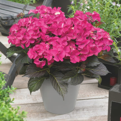 Hydrangea Tuxedo Pink 1 - Garden Express Australia