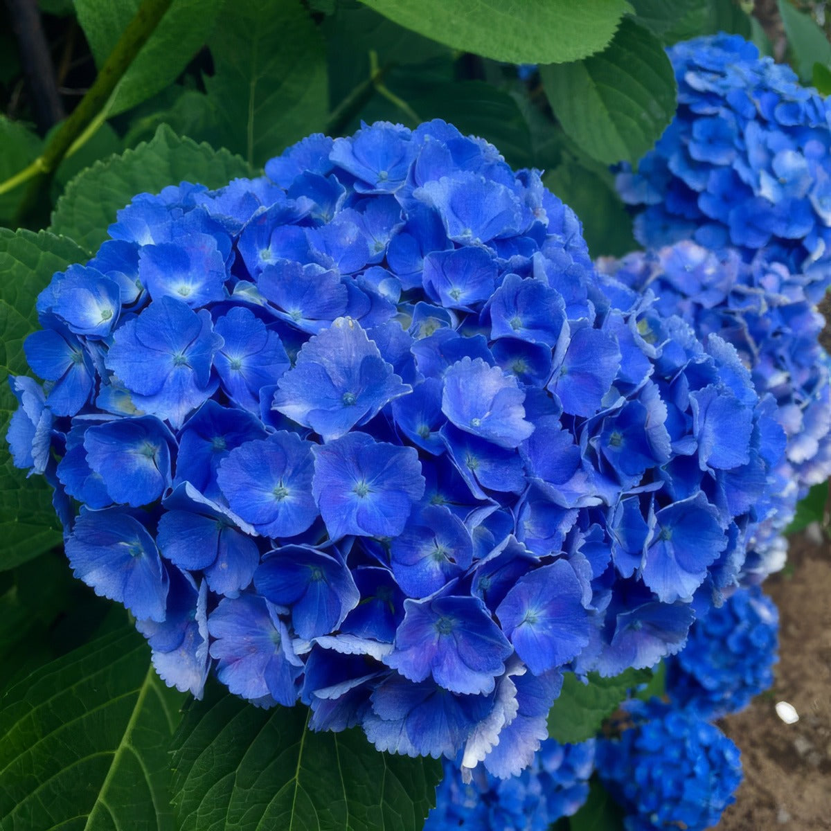 Hydrangea Altona Lpohydalt - Garden Express Australia