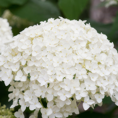 Hydrangea Agnes Pevalli Lpohydape - Garden Express Australia