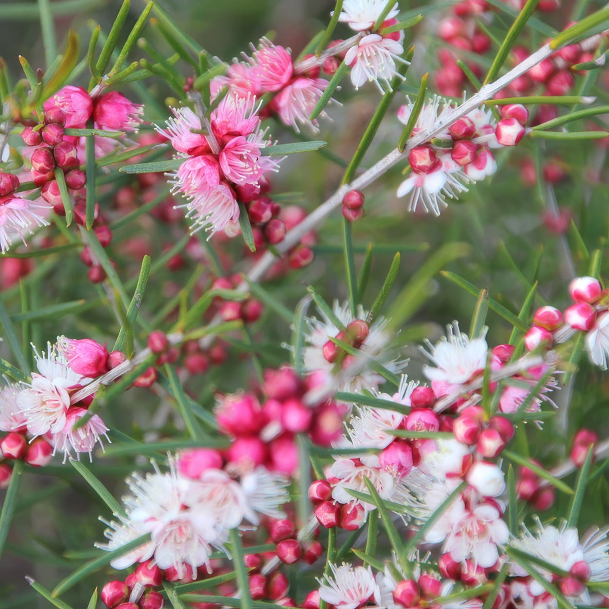 Hypocalymma Sweet As P14hypsas - Garden Express Australia