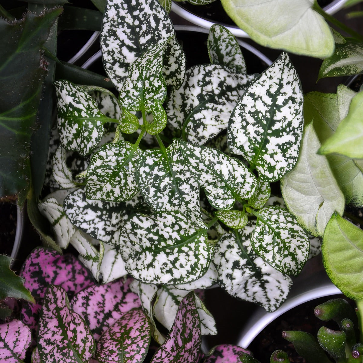 Hypoestes White Splash P13hypwsp - Garden Express Australia