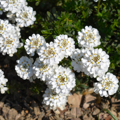 Iberis White - Garden Express Australia