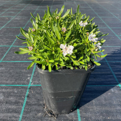 Iberis White Pot - Garden Express Australia