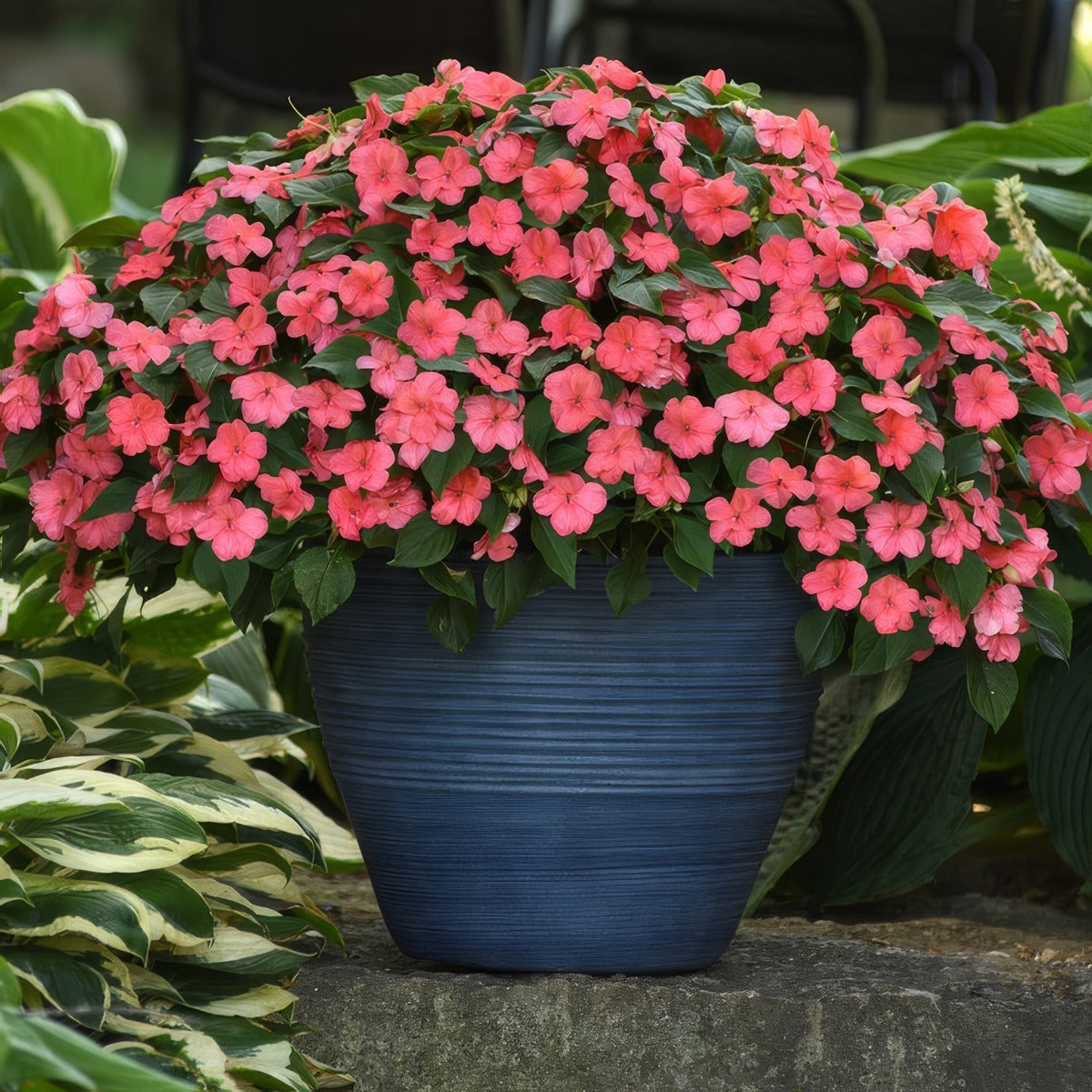 Impatiens Beacon Coral P68impbco - Garden Express Australia