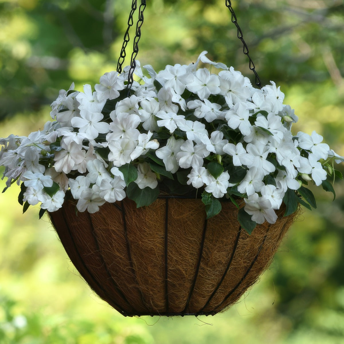 Impatiens Beacon White P68impbwt - Garden Express Australia