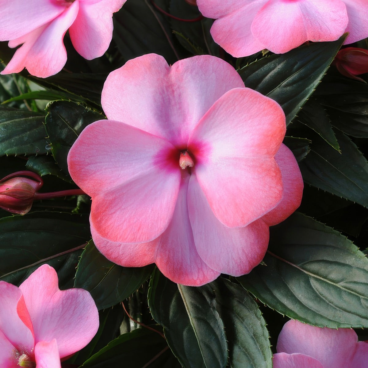 Impatiens Clockwork Appleblossom P68impcap - Garden Express Australia