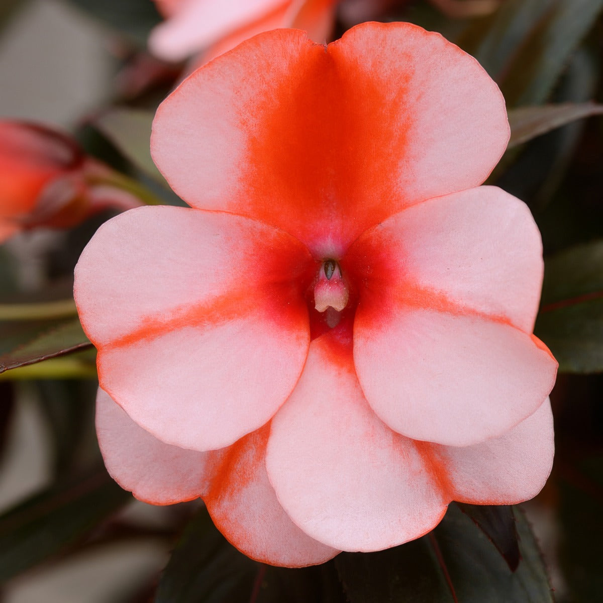 Impatiens Clockwork Orange Stripe P68impcos - Garden Express Australia