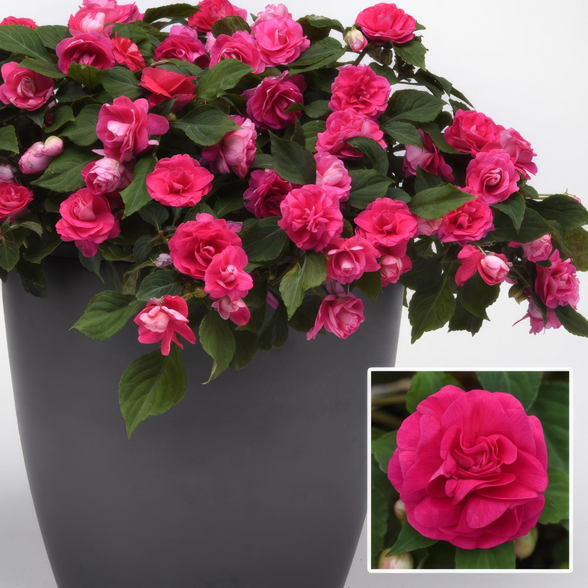 Impatiens Double Glimmer Hot Pink P68impghp - Garden Express Australia
