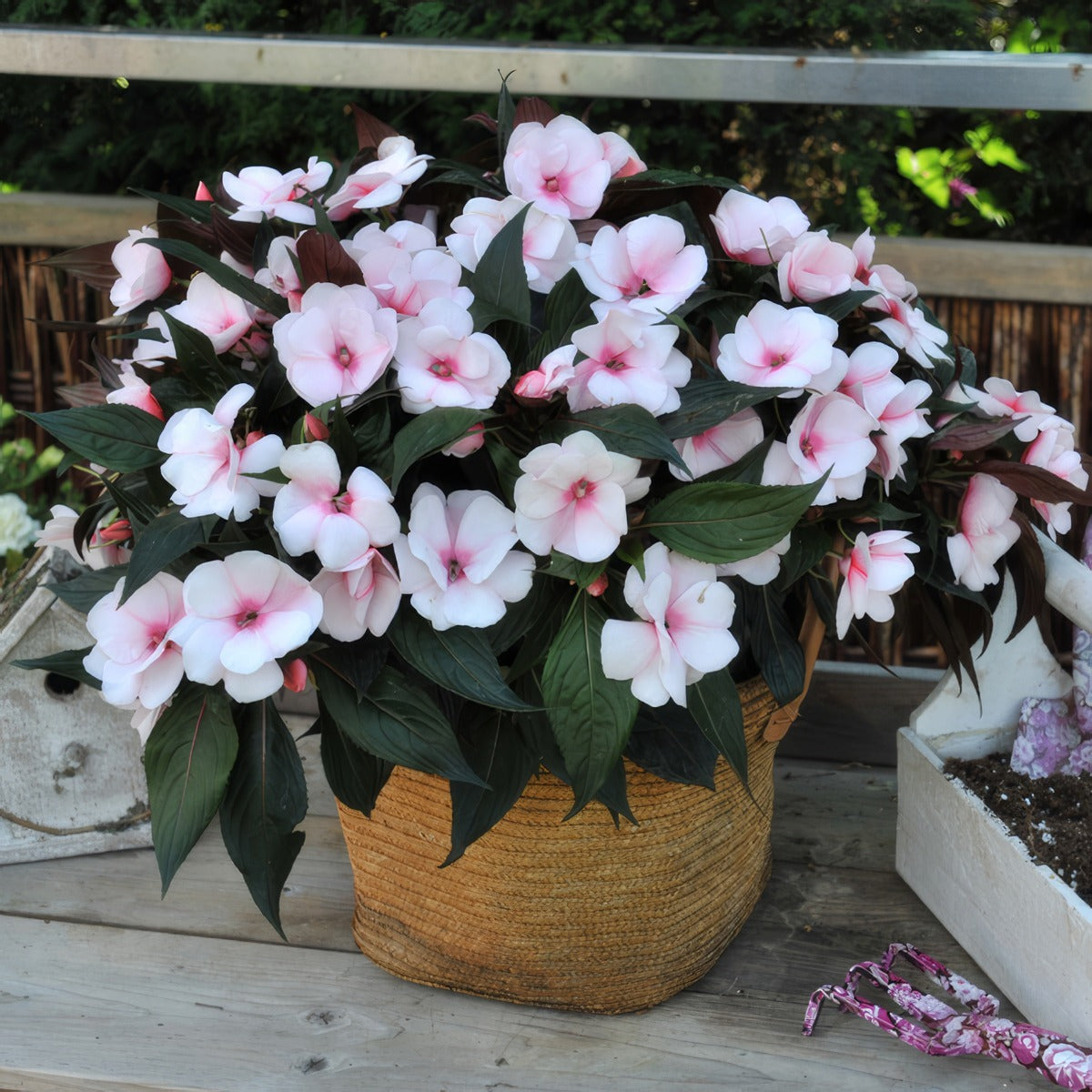 New Guinea Impatiens Magnum White Blush Lplngimwb - Garden Express Australia