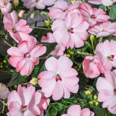 Impatiens Sunpatiens Compact Blush Pink P68sunpcb 2026 - Garden Express Australia