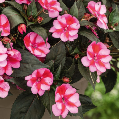 Impatiens Sunpatiens Compact Red Candy 2 P68sunpcrc 2026 - Garden Express Australia