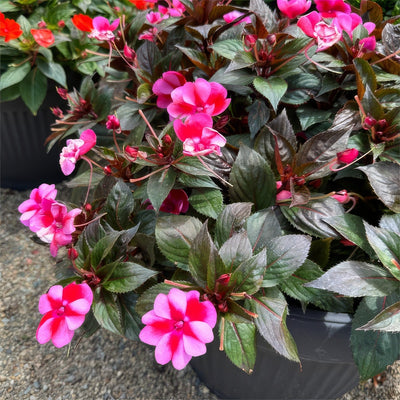 Impatiens Sunpatiens Compact Red Candy P68sunpcrc 2026 - Garden Express Australia