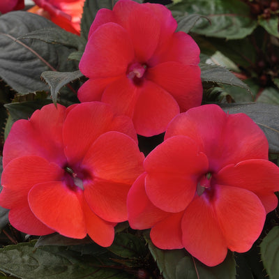 Sunpatiens Compact Deep Rose P68sunpcrs - Garden Express Australia