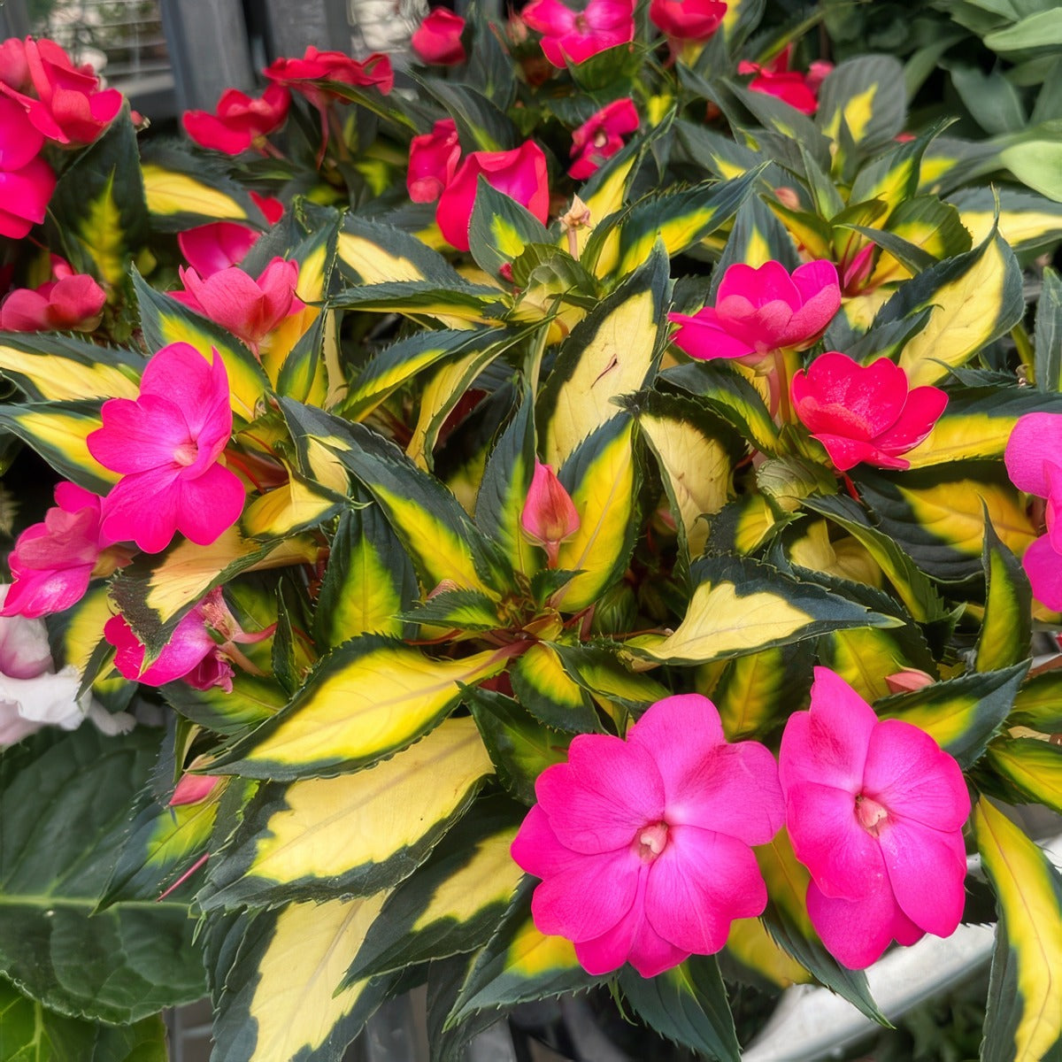 Impatiens Sunpatiens Compact Tropical Rose - Garden Express Australia
