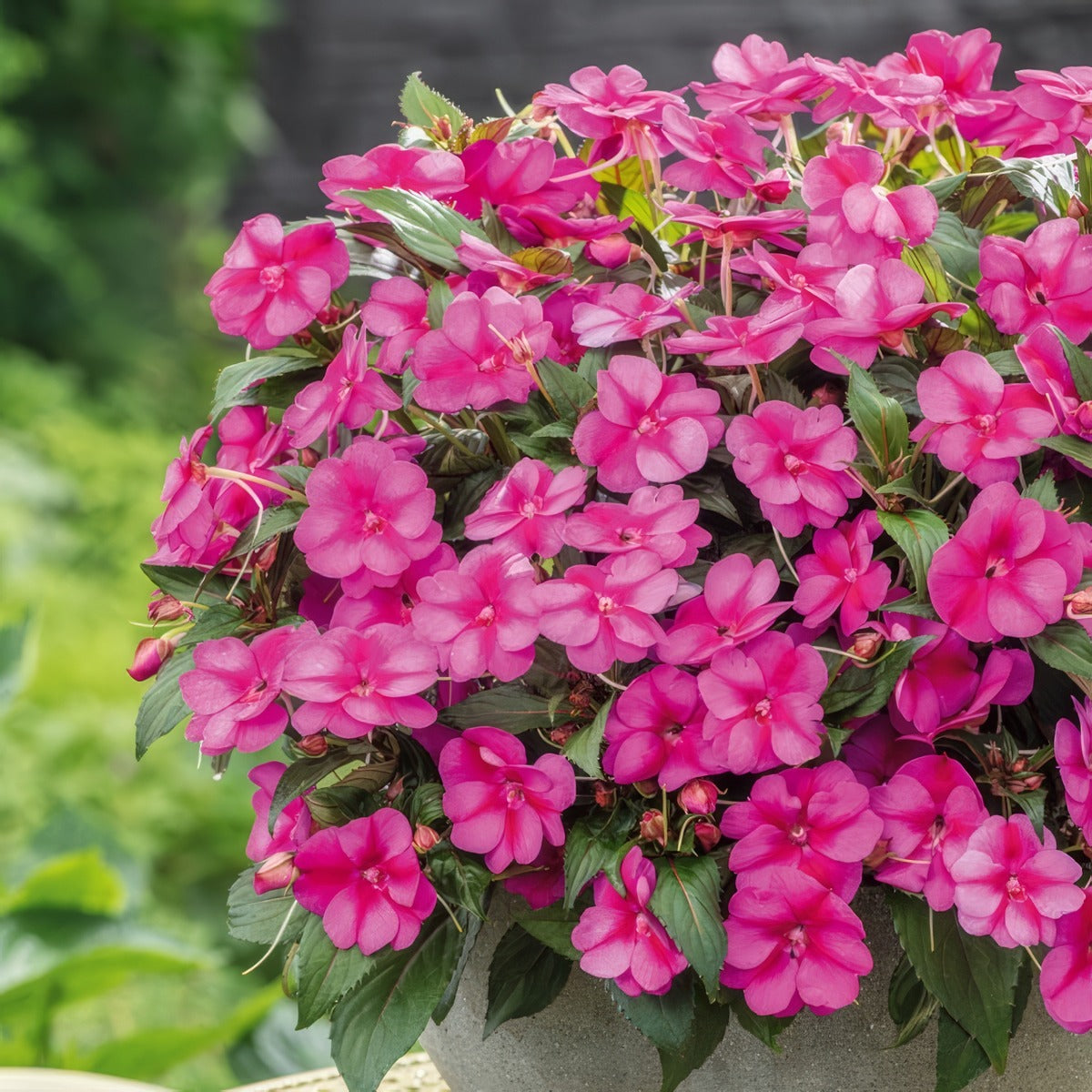 Sunpatiens Compact Purple Candy P68sunppc 2026 - Garden Express Australia