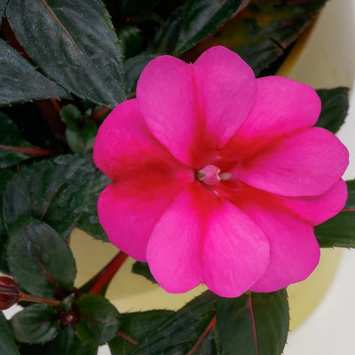 Sunpatiens Compact Purple Candy P68sunppc - Garden Express Australia