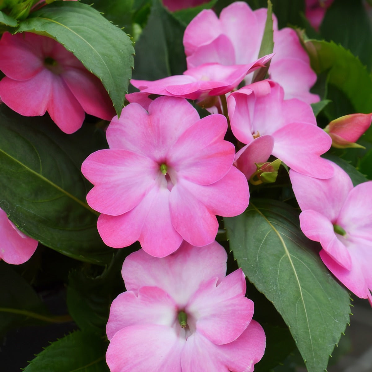 Sunpatiens Compact Pink Flash 2 - Garden Express Australia