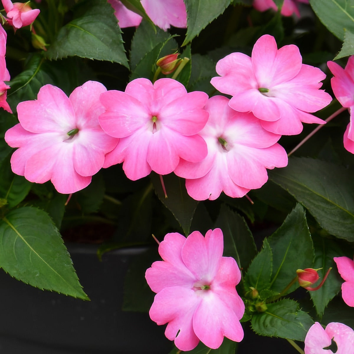 Sunpatiens Compact Pink Flash - Garden Express Australia