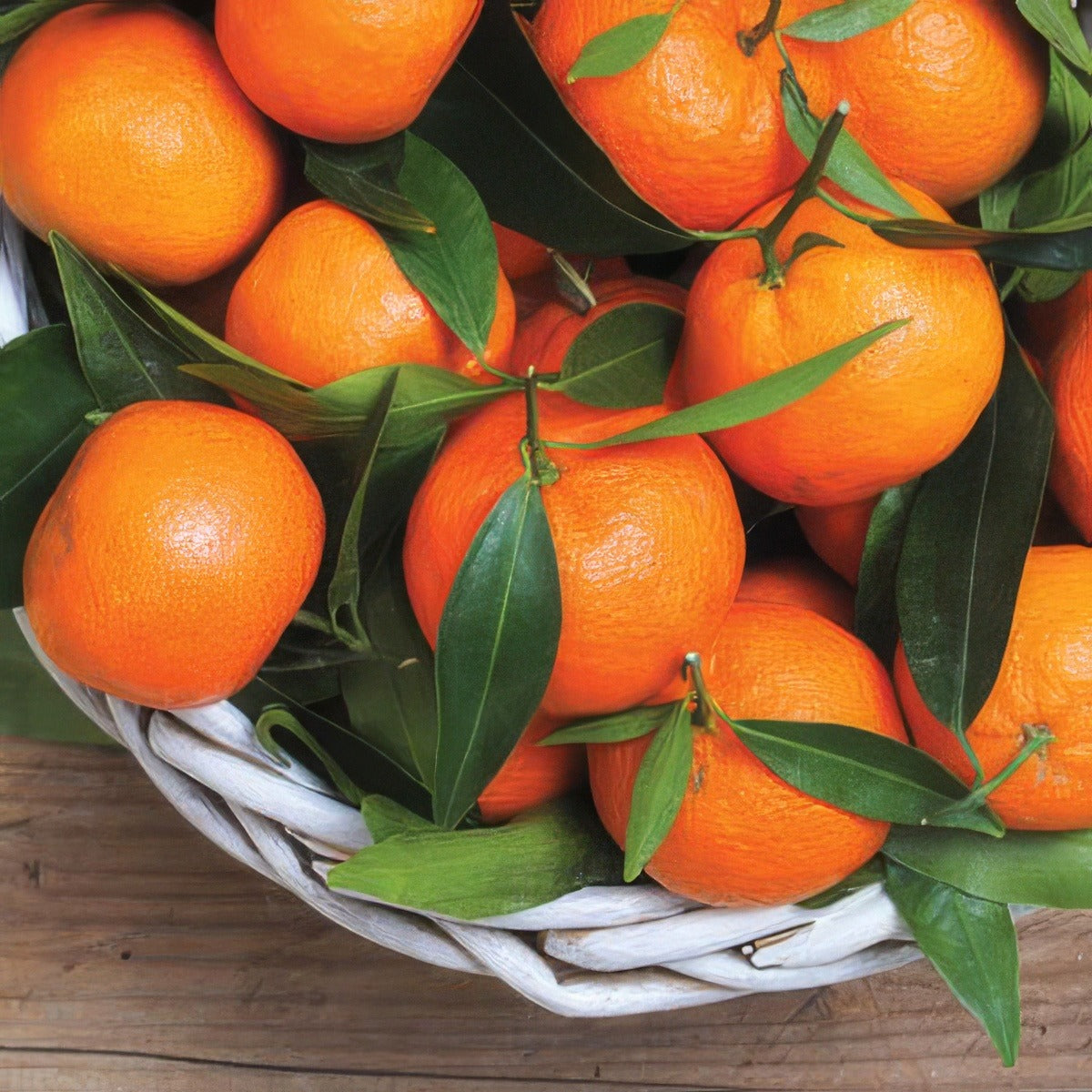 Mandarin Imperial Pplmanimp - Garden Express Australia