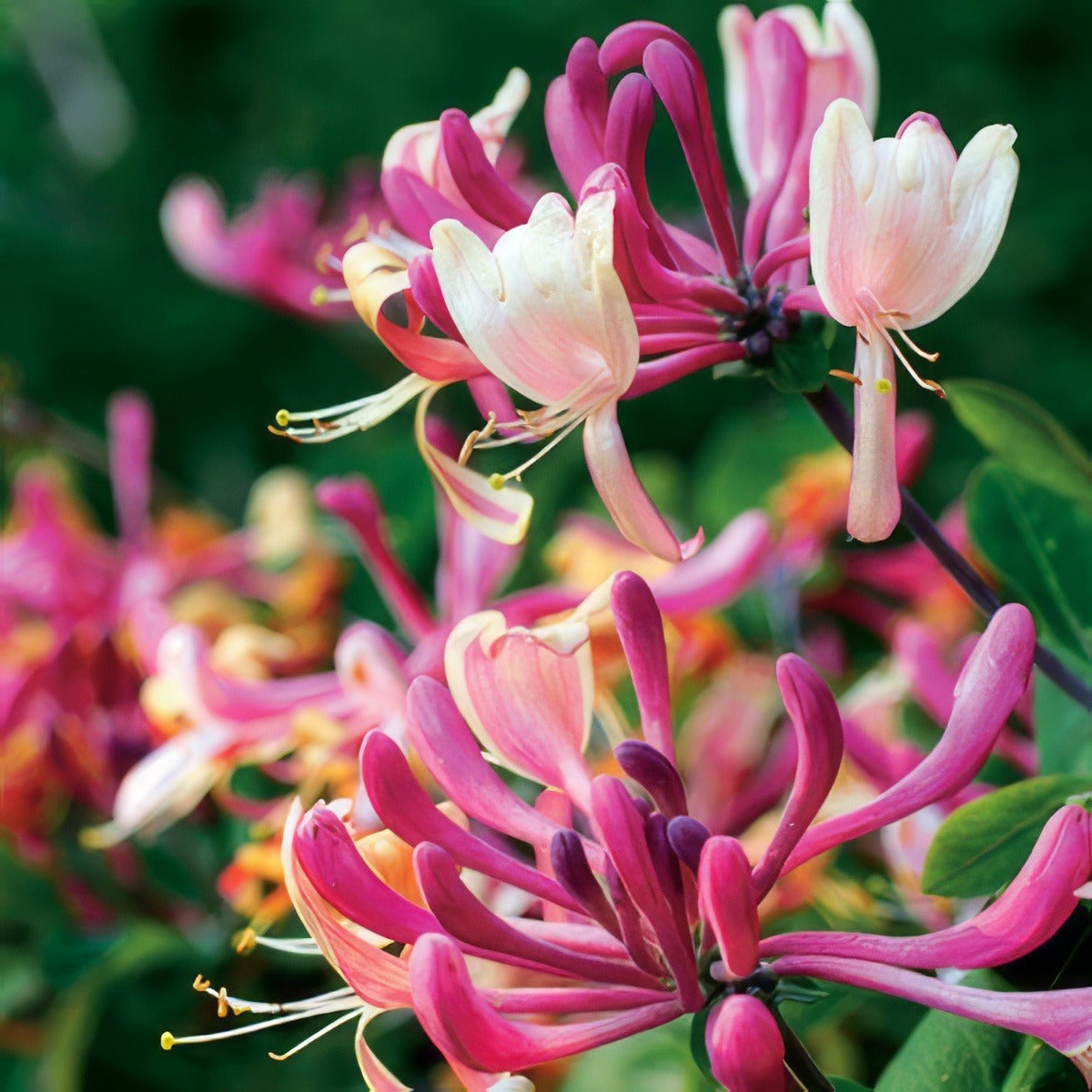 American Honeysuckle Lpoamehon - Garden Express Australia
