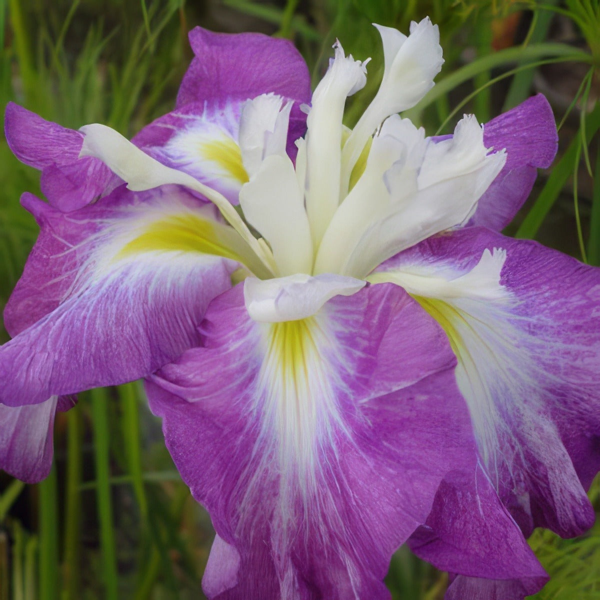 Japanese Iris Kings Court 14 - Garden Express Australia