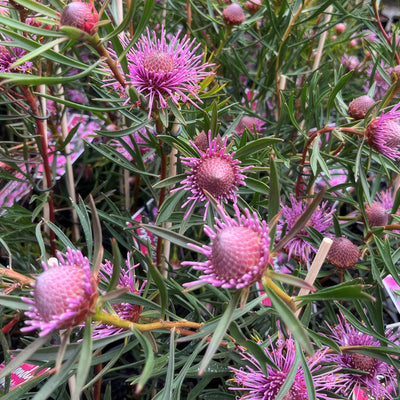 Isopogon Candy Cones - Garden Express Australia