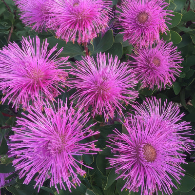 Isopogon Dazzler 1 - Garden Express Australia