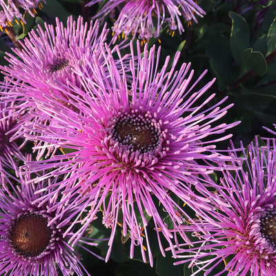 Isopogon Dazzler - Garden Express Australia