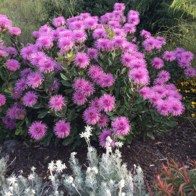Isopogon Dazzler P14isodaz - Garden Express Australia