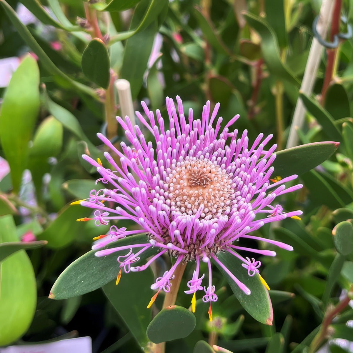Isopogon Pink Bouquet - Garden Express Australia