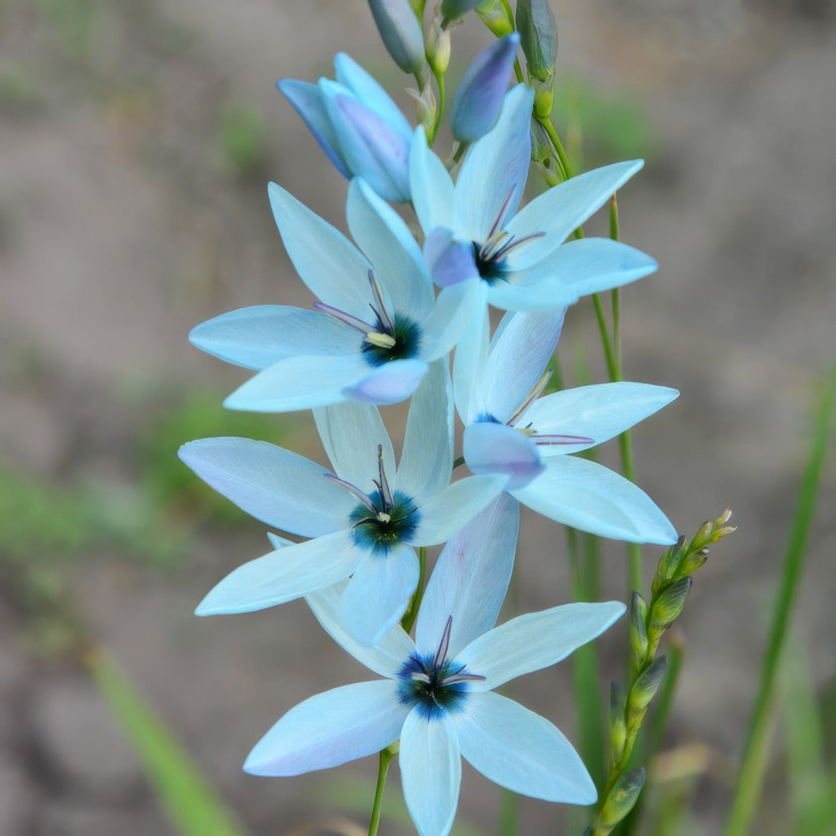 Ixia Amethyst Pkixiame - Garden Express Australia