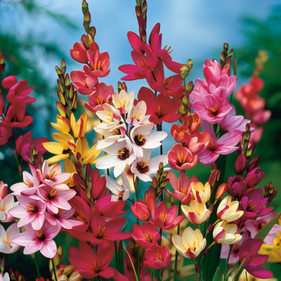 Ixia Mixed 2025 Pkiximxd - Garden Express Australia