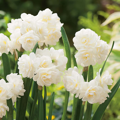 Jonquil Erlicheer 2 Pkjonerl 2026 - Garden Express Australia