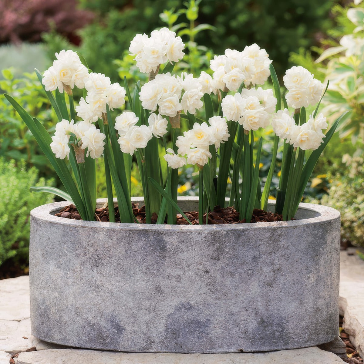 Jonquil Erlicheer Pkjonerl 2026 - Garden Express Australia