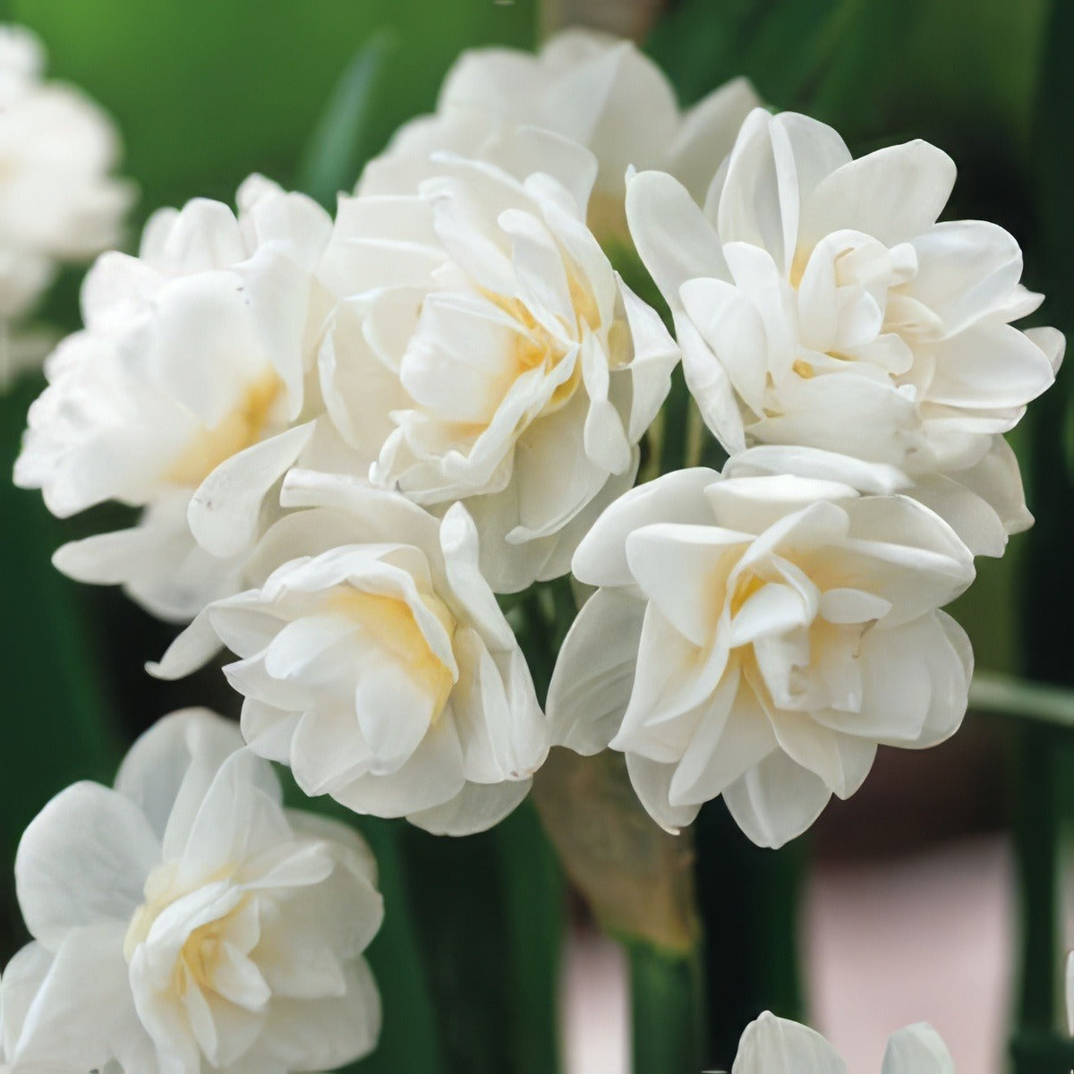 Jonquil Erlicheer Prepkjonerl 2017 - Garden Express Australia